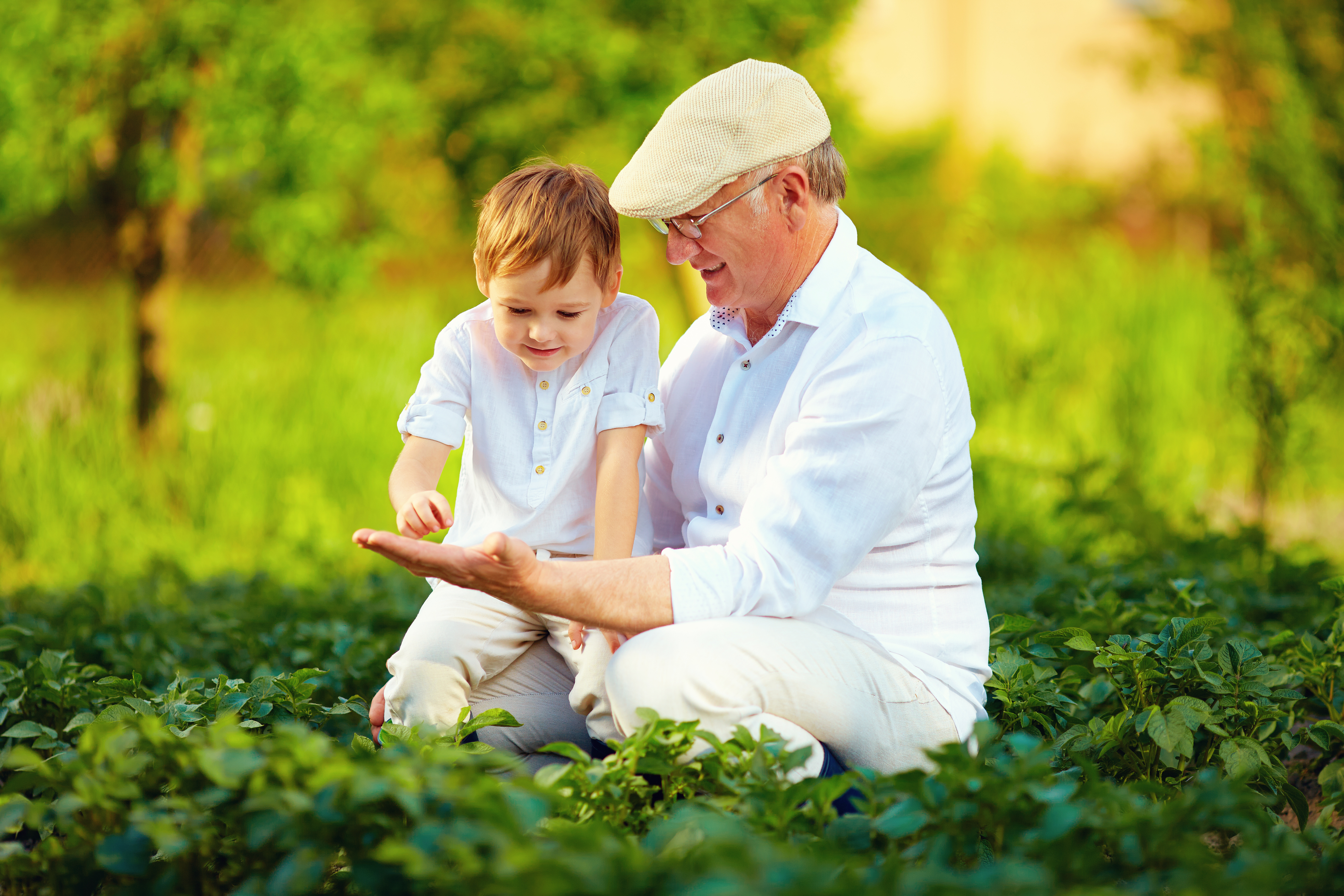 experienced grandfather teaching curious grandson, potato rows